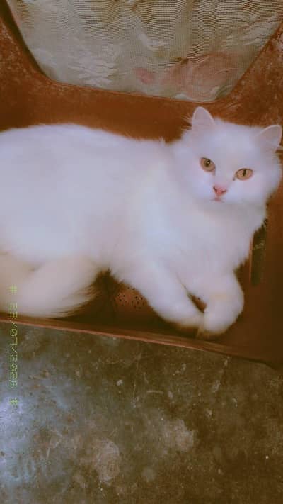 white Persian cats