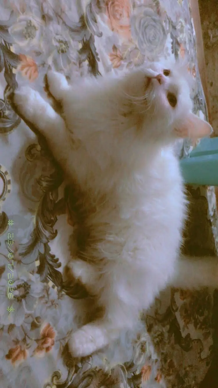 white Persian cats — photo 2