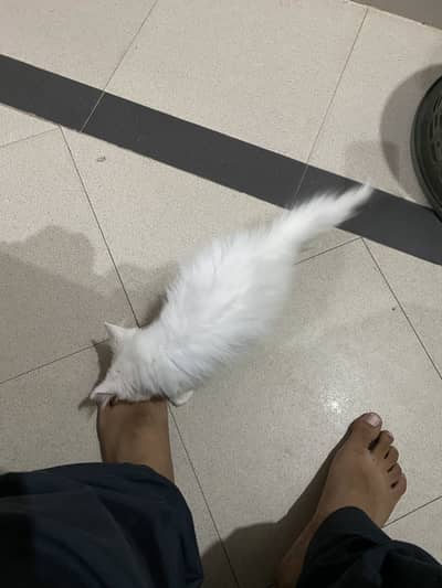 blue eyes cat triple coat