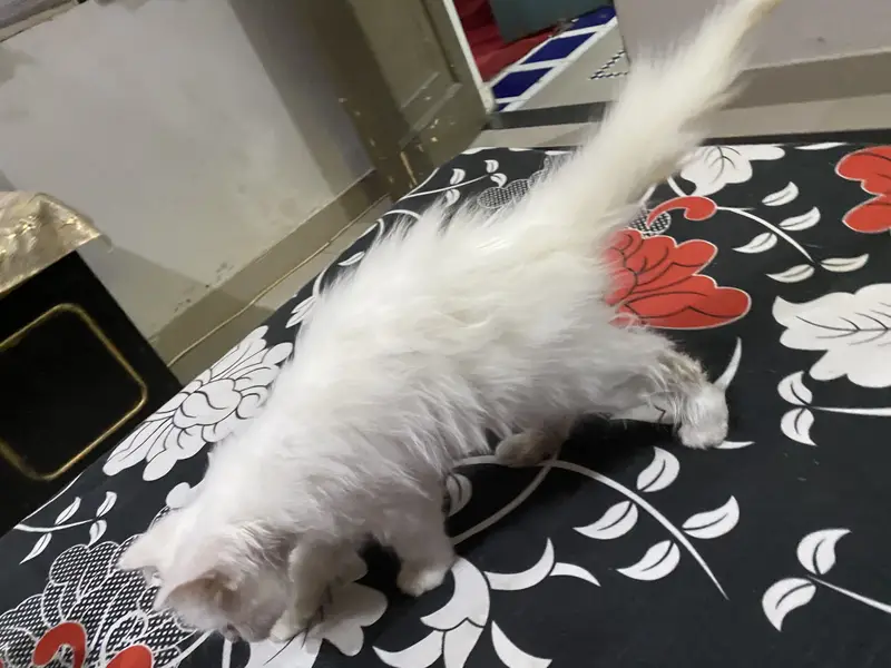 blue eyes cat triple coat — photo 2