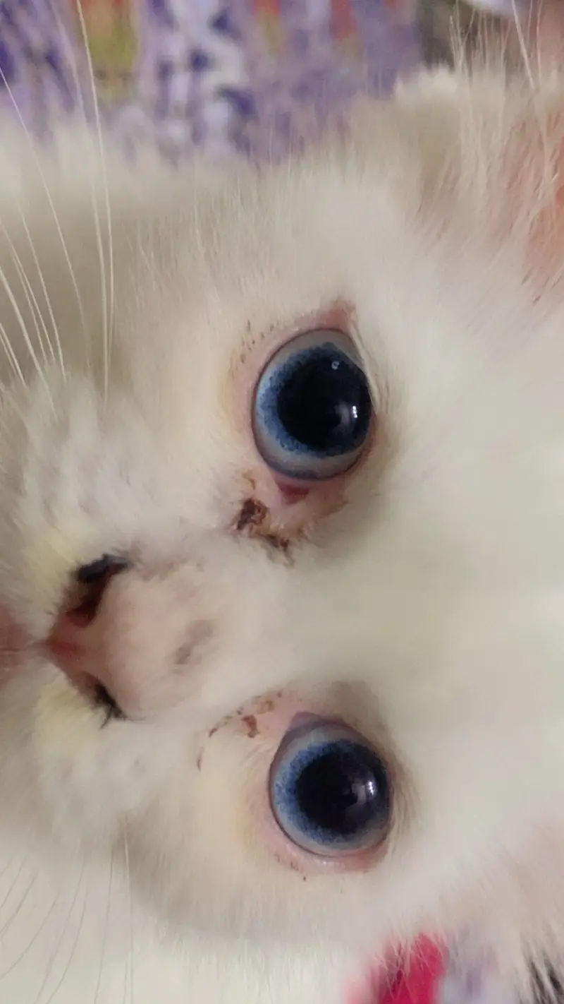 blue eyes cat triple coat — photo 3