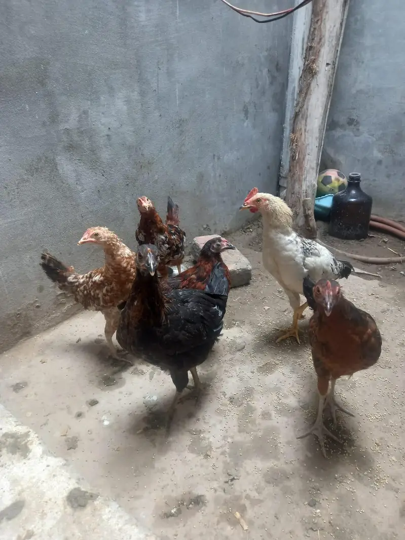 young phaty golden misri — photo 2