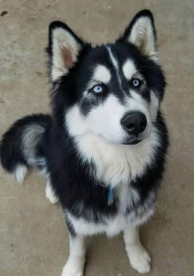 Siberian husky male for studd