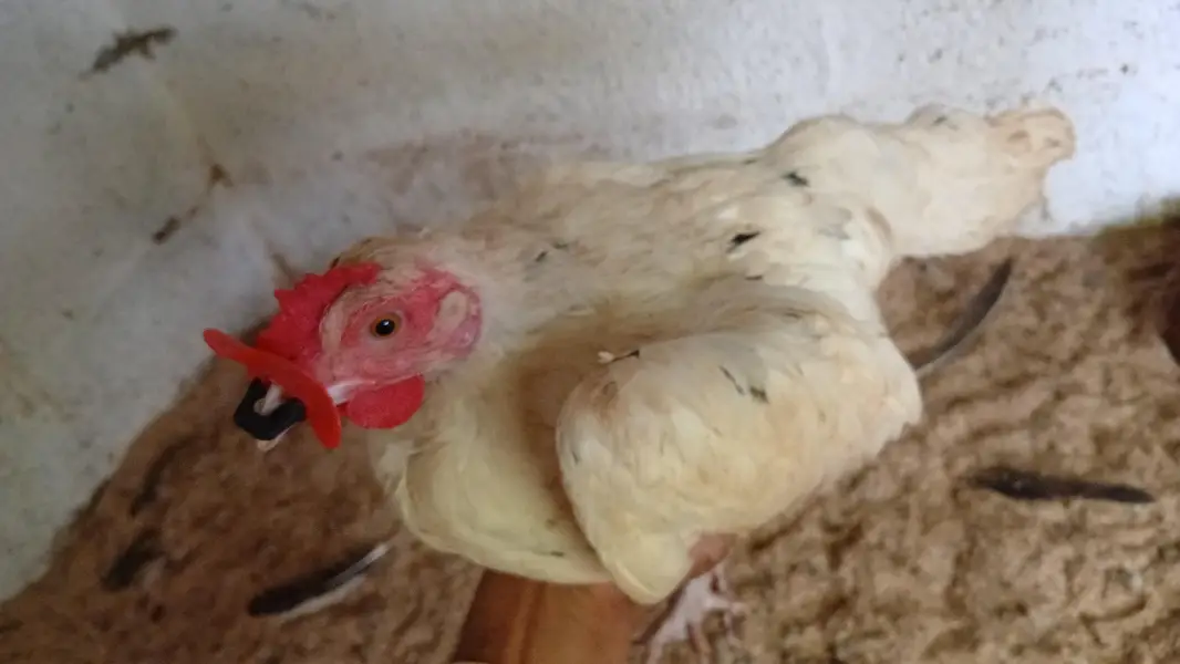 Egg Laying Hens (Whole setup for Sale) — photo 6
