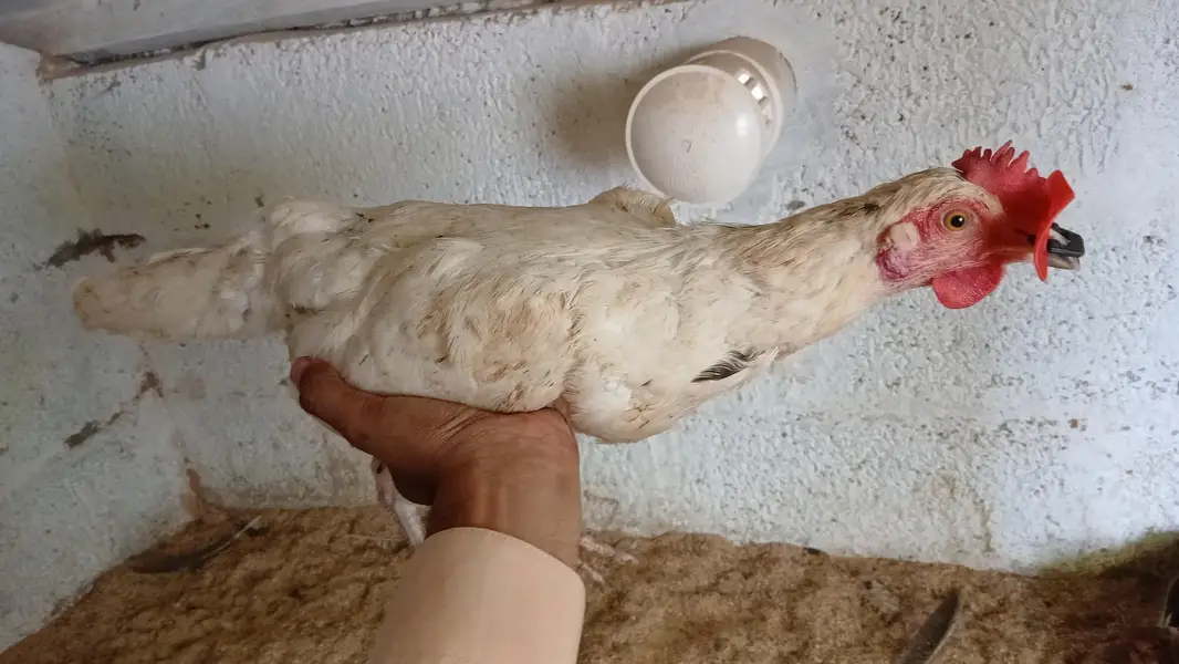 Egg Laying Hens (Whole setup for Sale) — photo 5