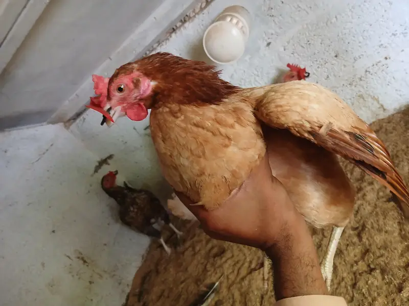 Egg Laying Hens (Whole setup for Sale) — photo 7