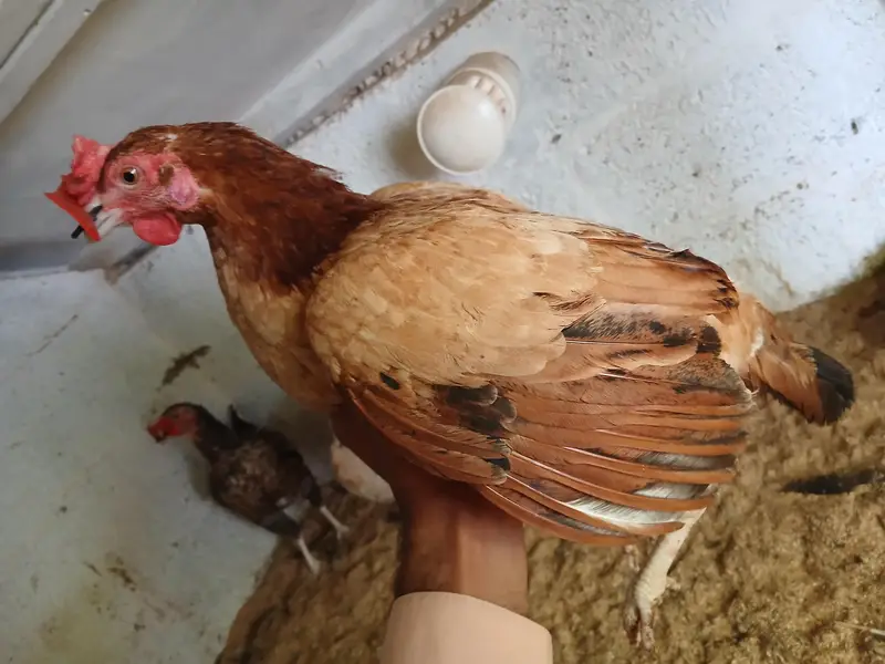 Egg Laying Hens (Whole setup for Sale) — photo 8