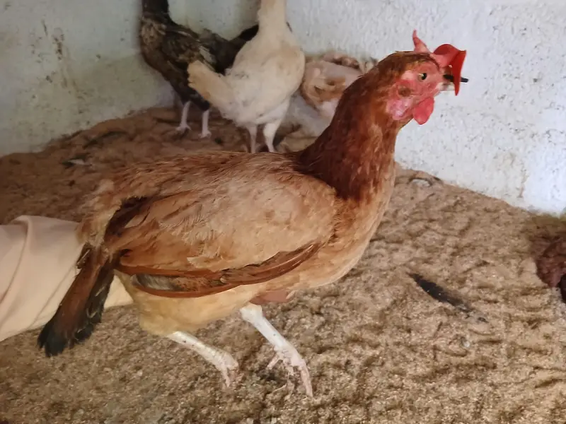 Egg Laying Hens (Whole setup for Sale) — photo 9