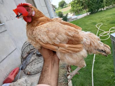 Egg Laying Hens (Whole setup for Sale)