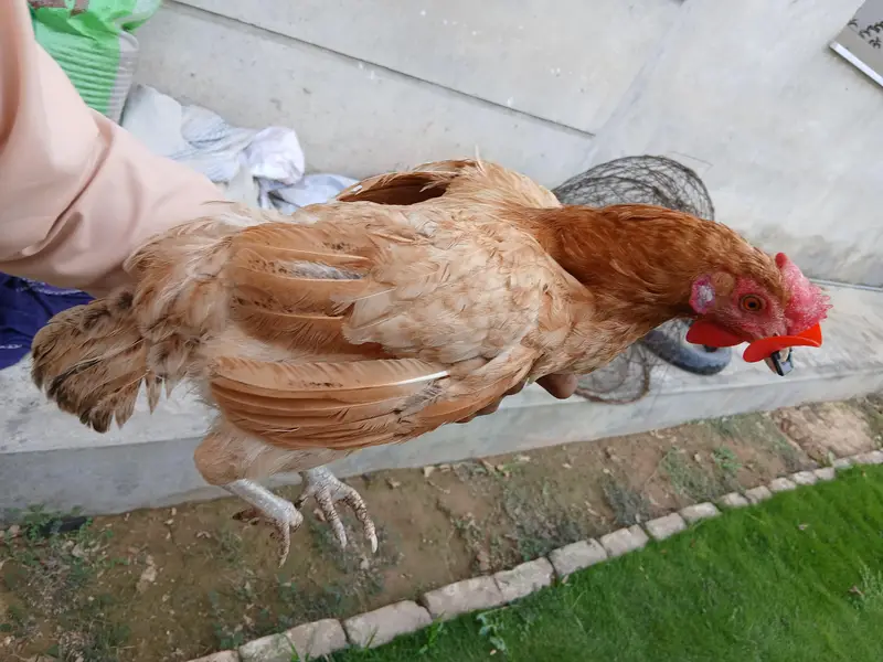 Egg Laying Hens (Whole setup for Sale) — photo 2