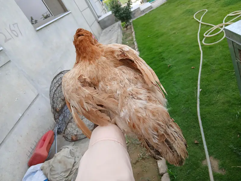 Egg Laying Hens (Whole setup for Sale) — photo 3