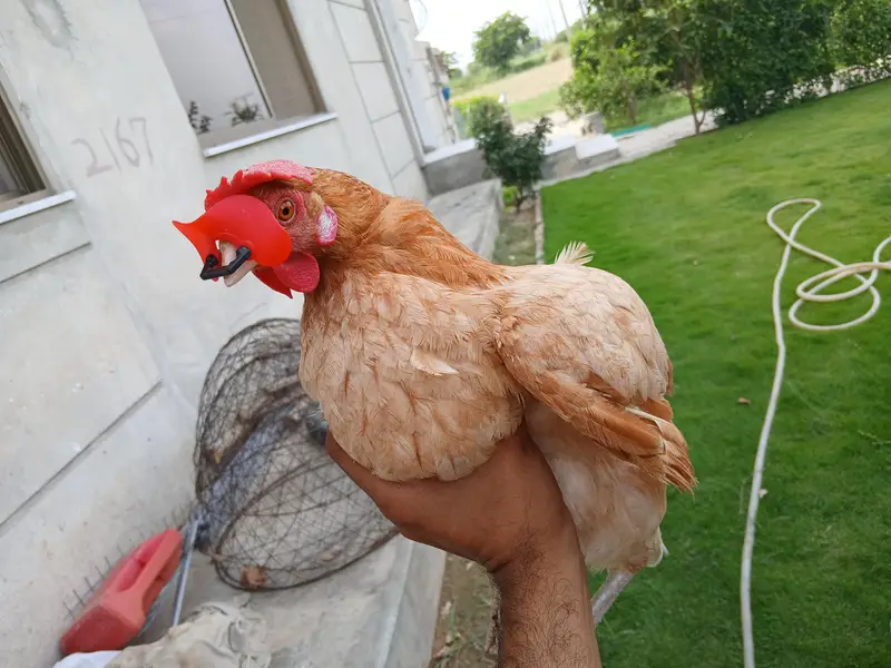 Egg Laying Hens (Whole setup for Sale) — photo 4