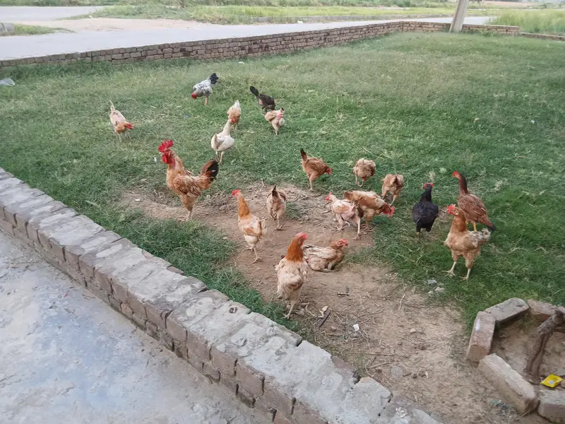 Egg Laying Hens (Whole setup for Sale) — photo 10