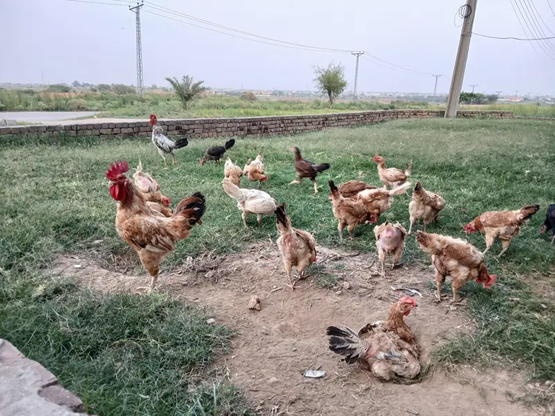 Egg Laying Hens (Whole setup for Sale) — photo 11