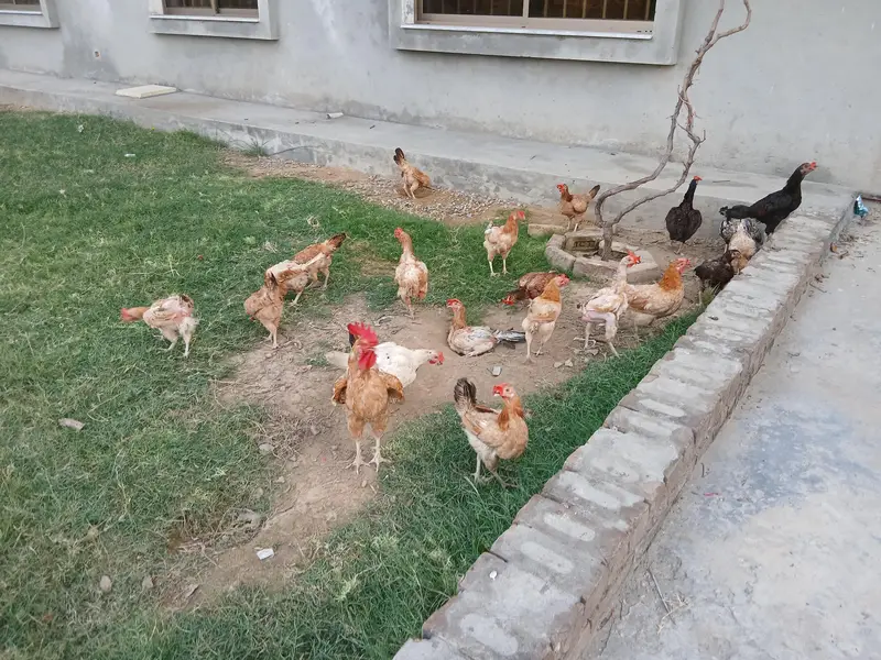 Egg Laying Hens (Whole setup for Sale) — photo 12