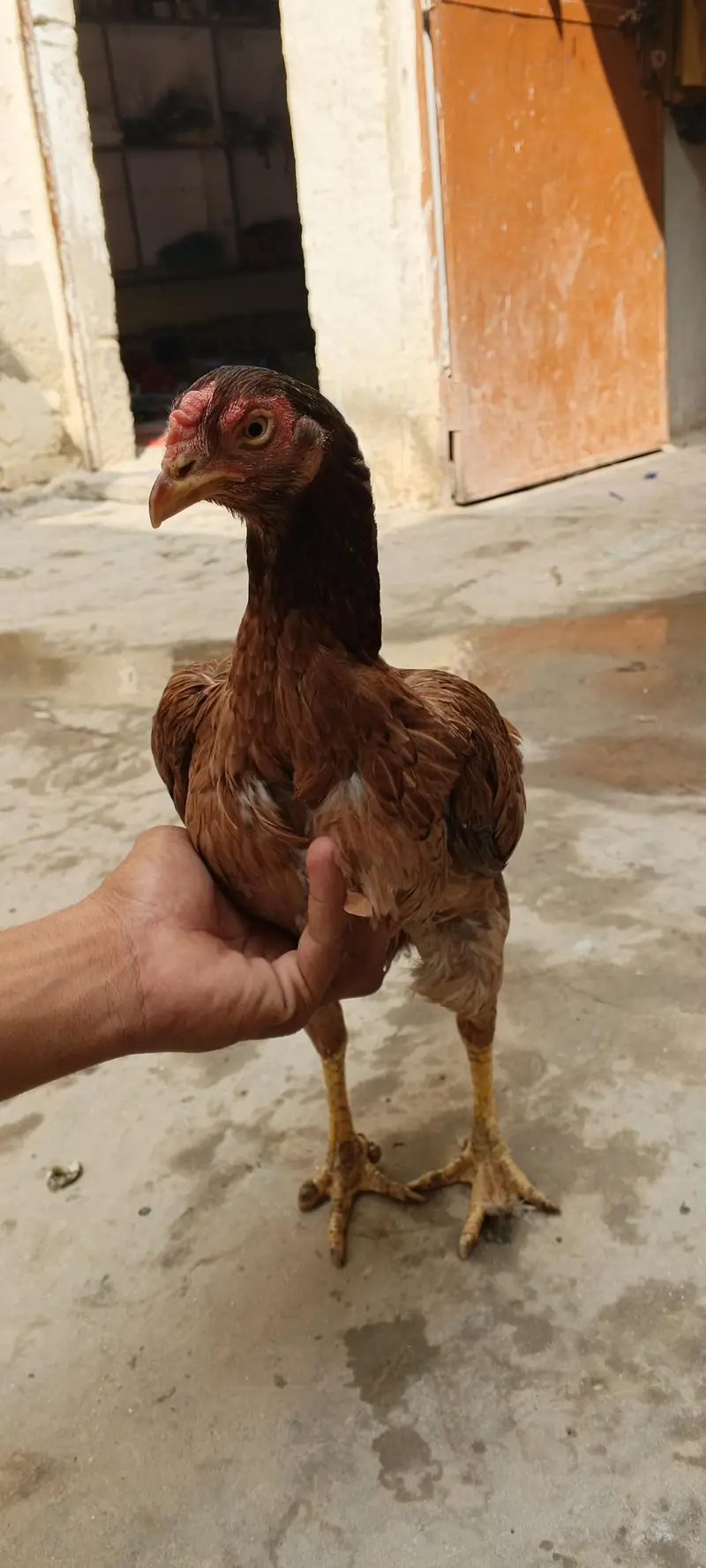 Aseel Mianwali morghi for sale number 03257854042 — photo 2