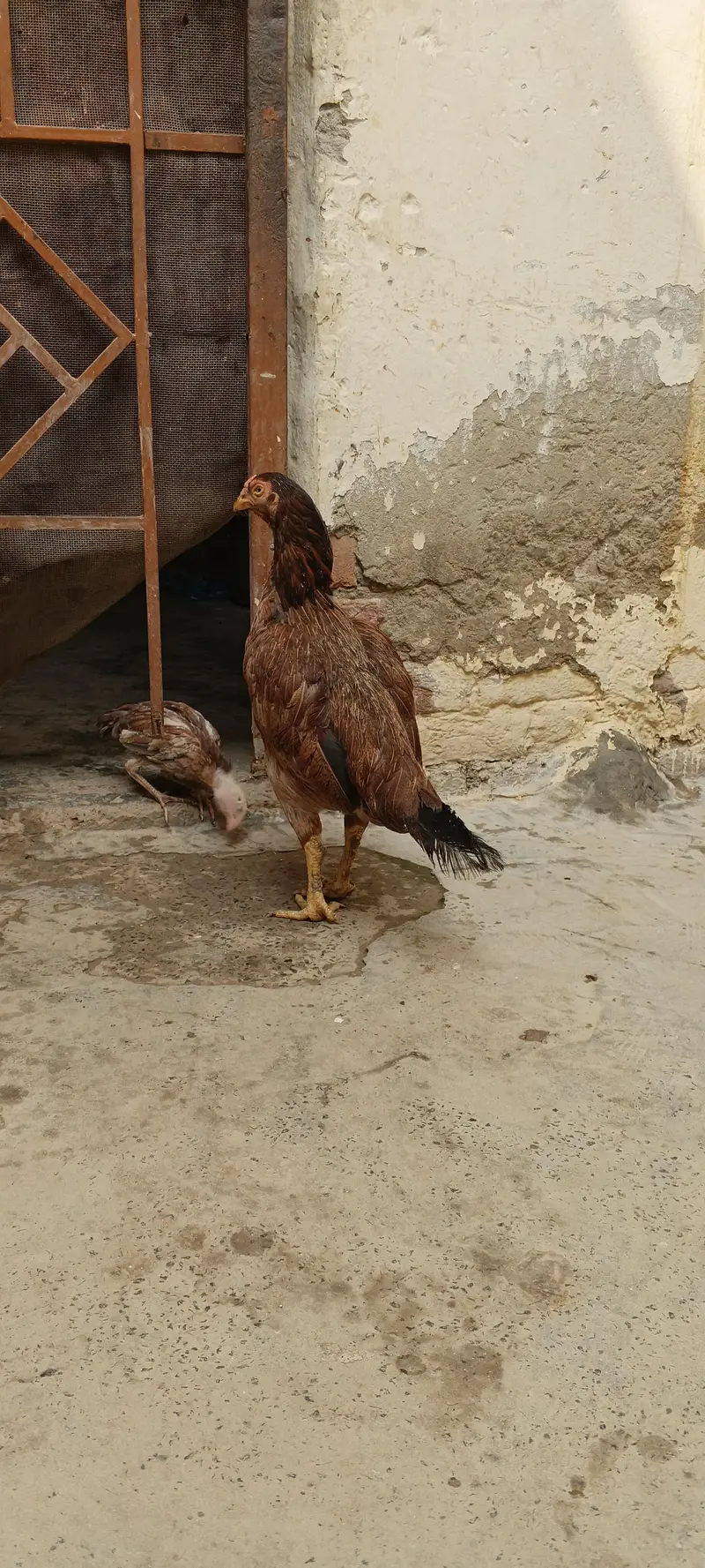 Aseel Mianwali morghi for sale number 03257854042 — photo 4