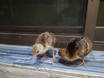 Blue Shoulder Peacock Chick