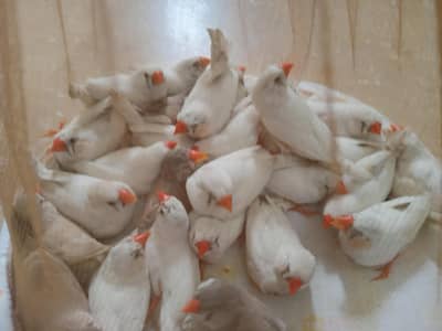 Common finch 14 pair good size
