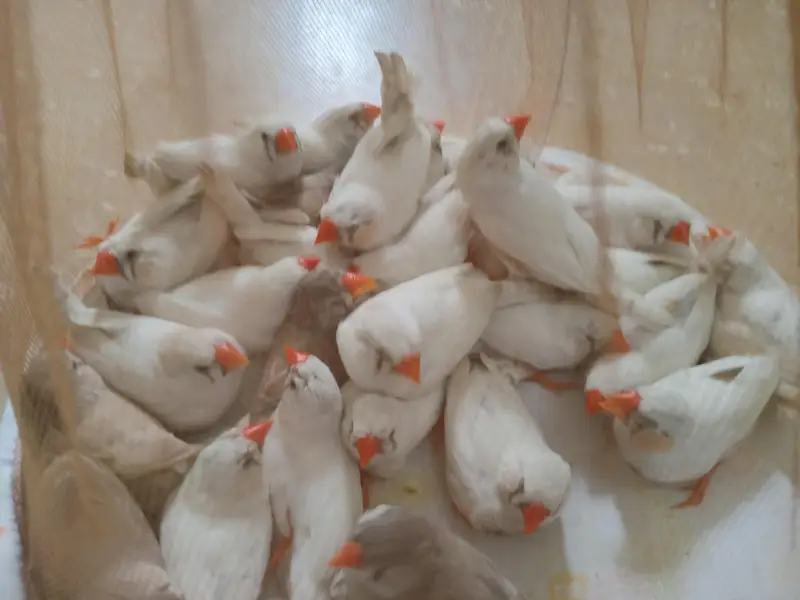 Common finch 14 pair good size