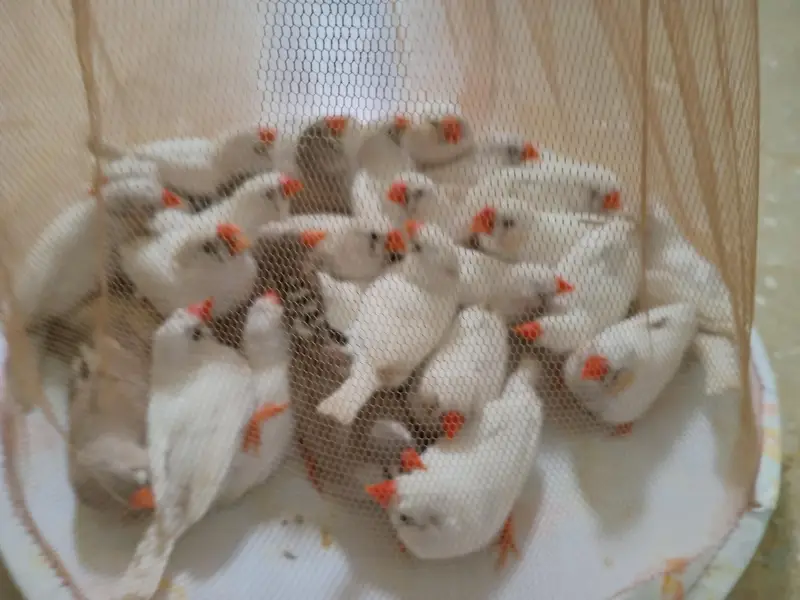 Common finch 14 pair good size — photo 3