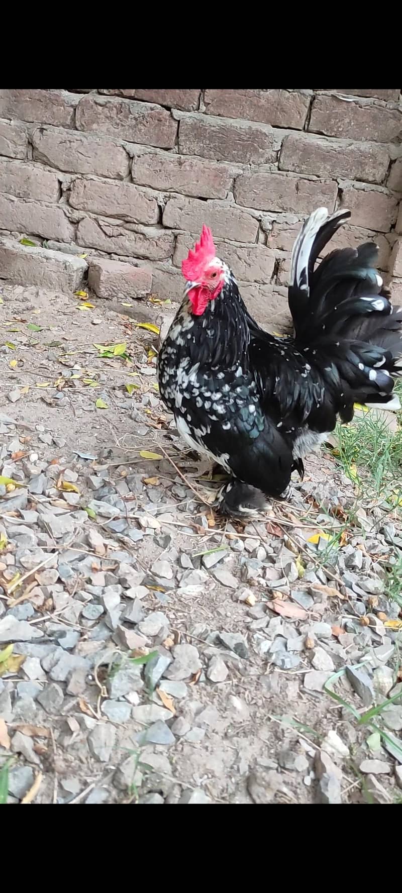 eggs/chicks/breeders 0