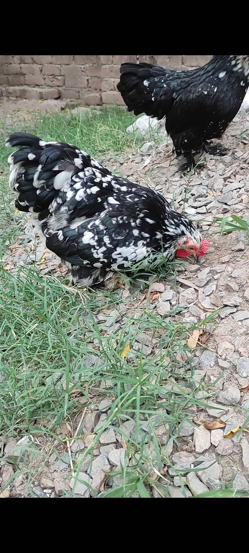 eggs/chicks/breeders 1