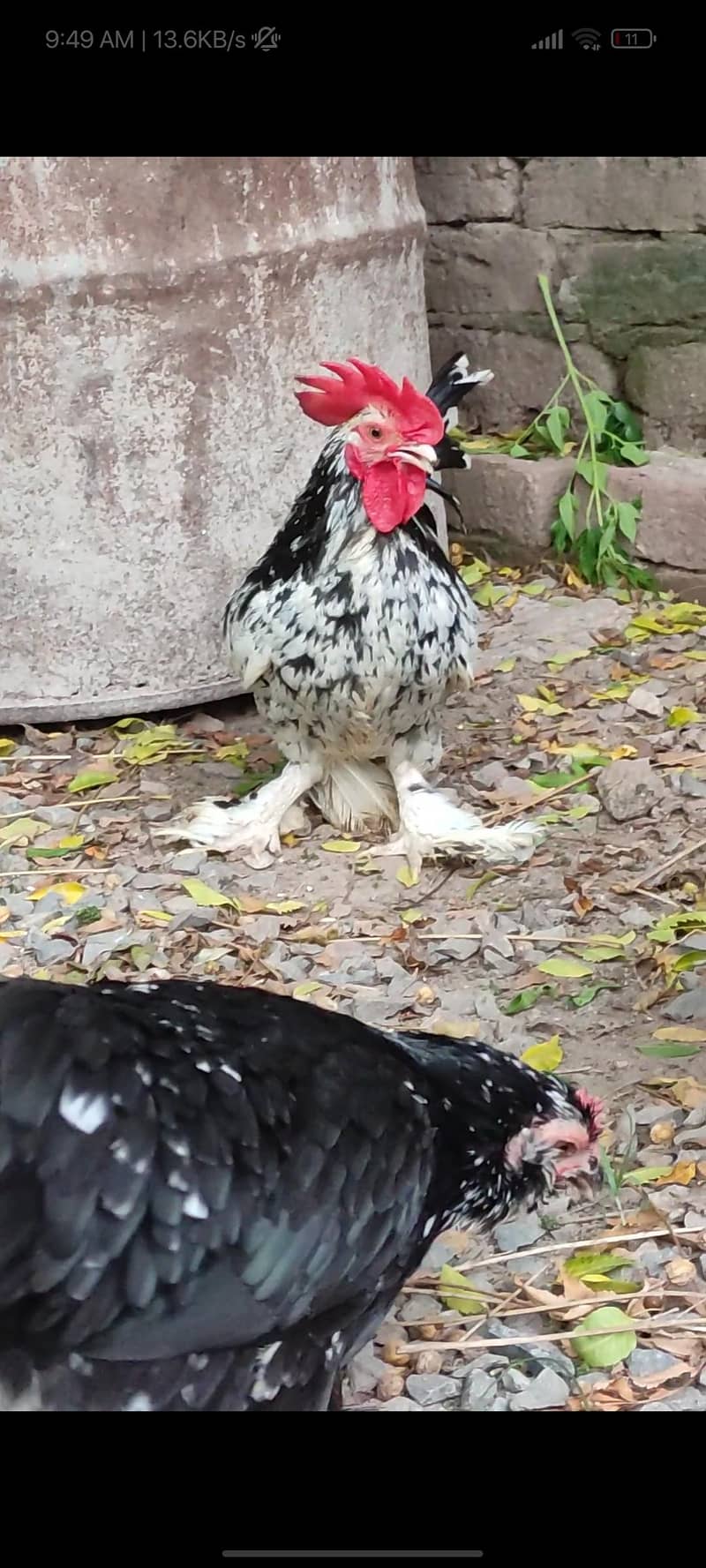 eggs/chicks/breeders 2