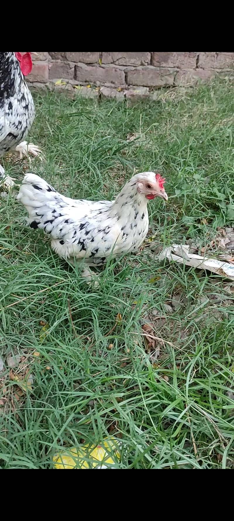 eggs/chicks/breeders 3