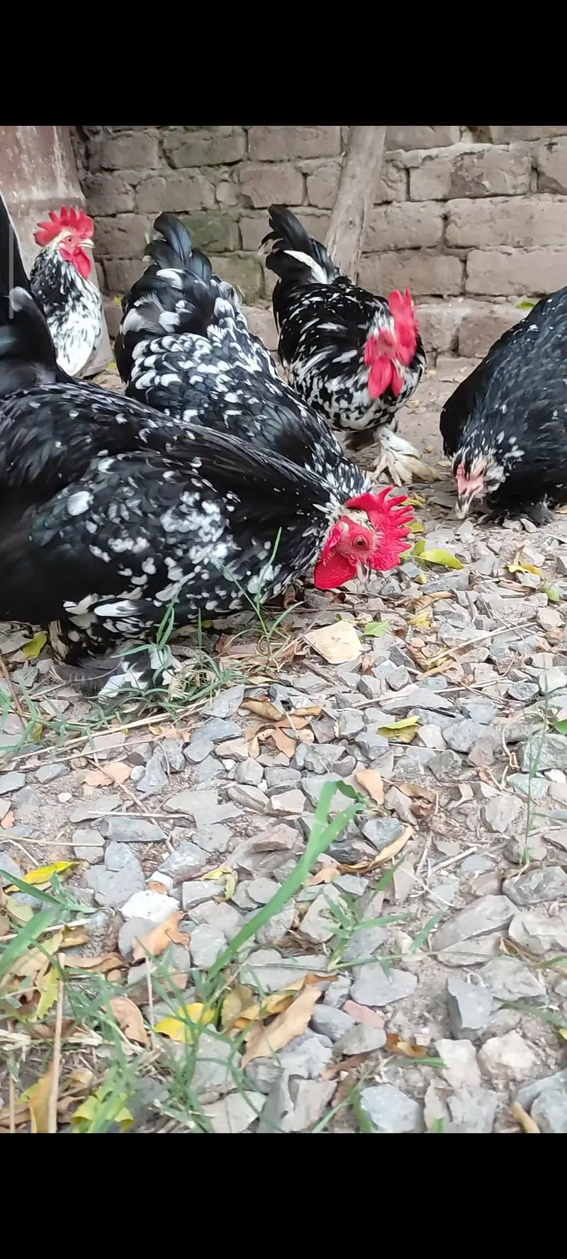 Molted Milli Flower — photo 6