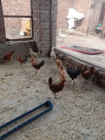 golden misri 3 month vaxineted male female availble per kg