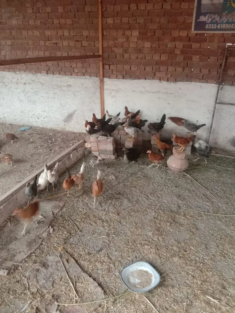 golden misri 3 month vaxineted male female availble per kg — photo 6