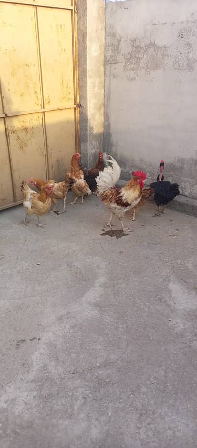 GoldenMisri Hens