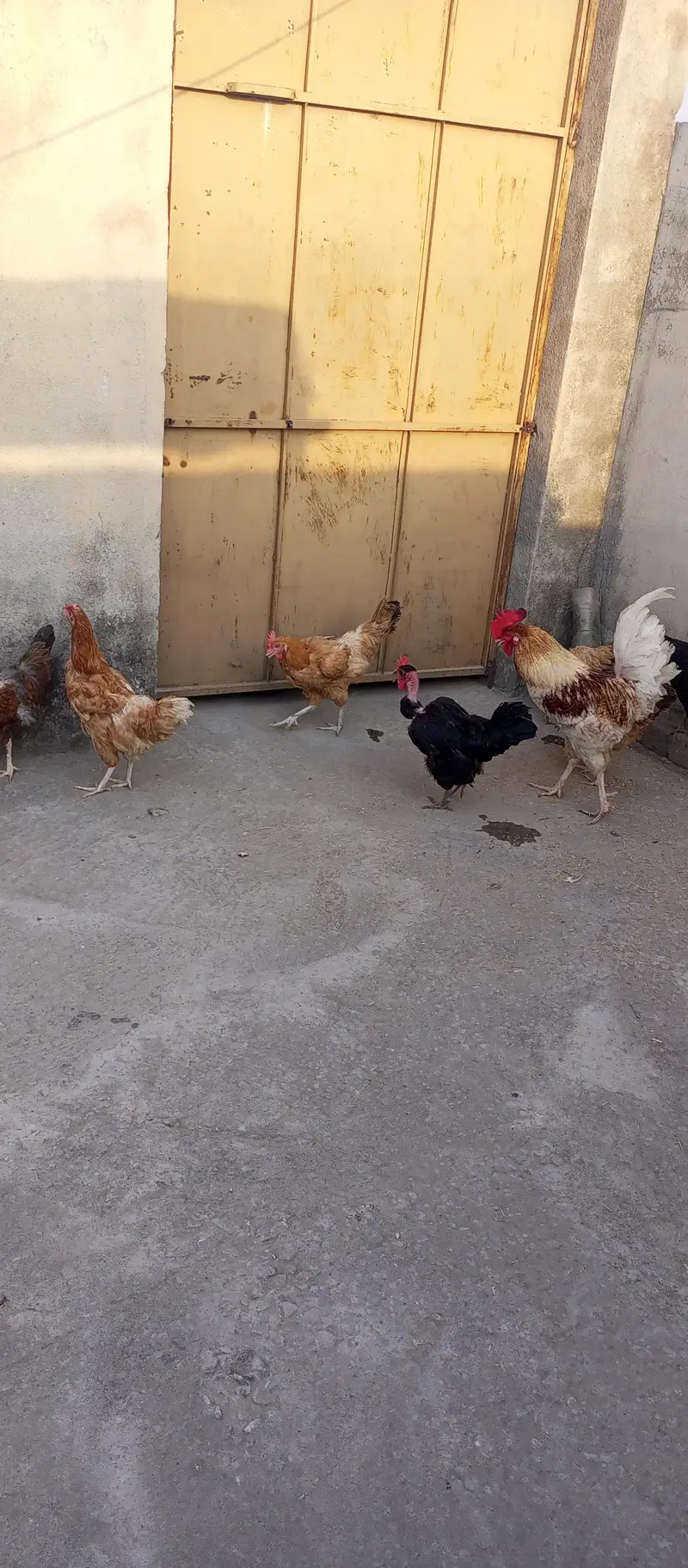 GoldenMisri Hens — photo 2