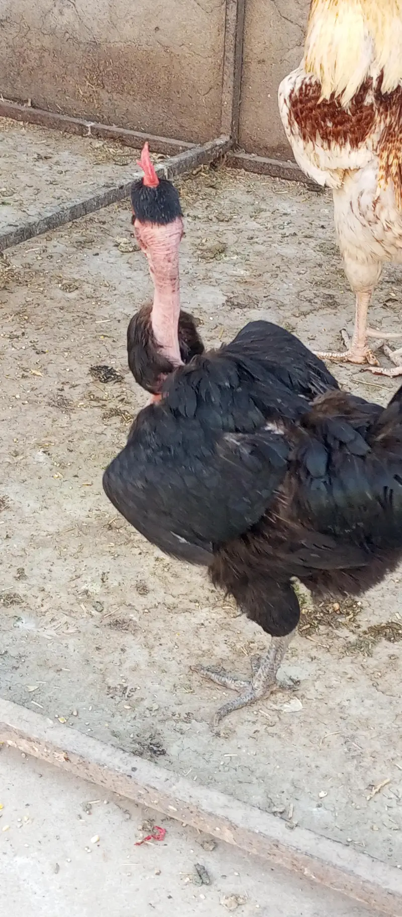GoldenMisri Hens — photo 3