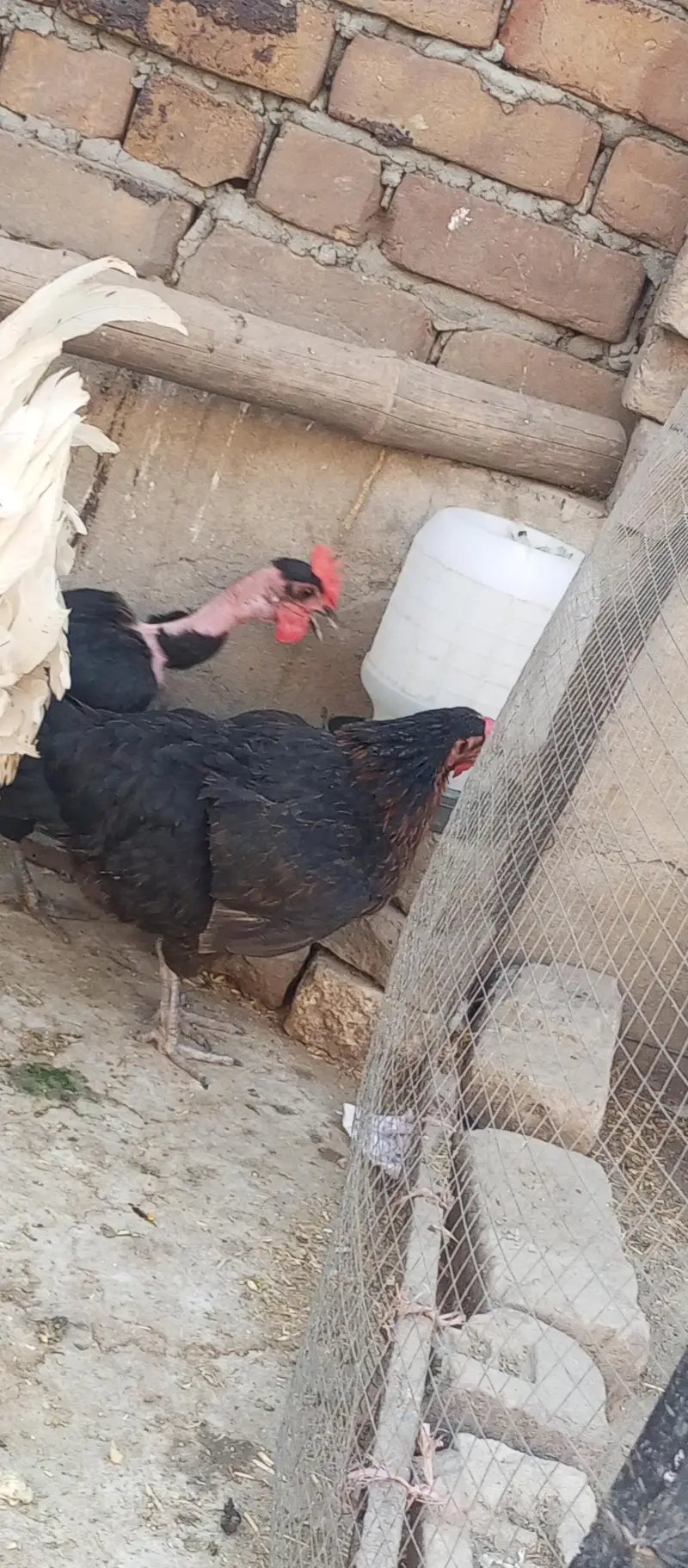 GoldenMisri Hens — photo 4