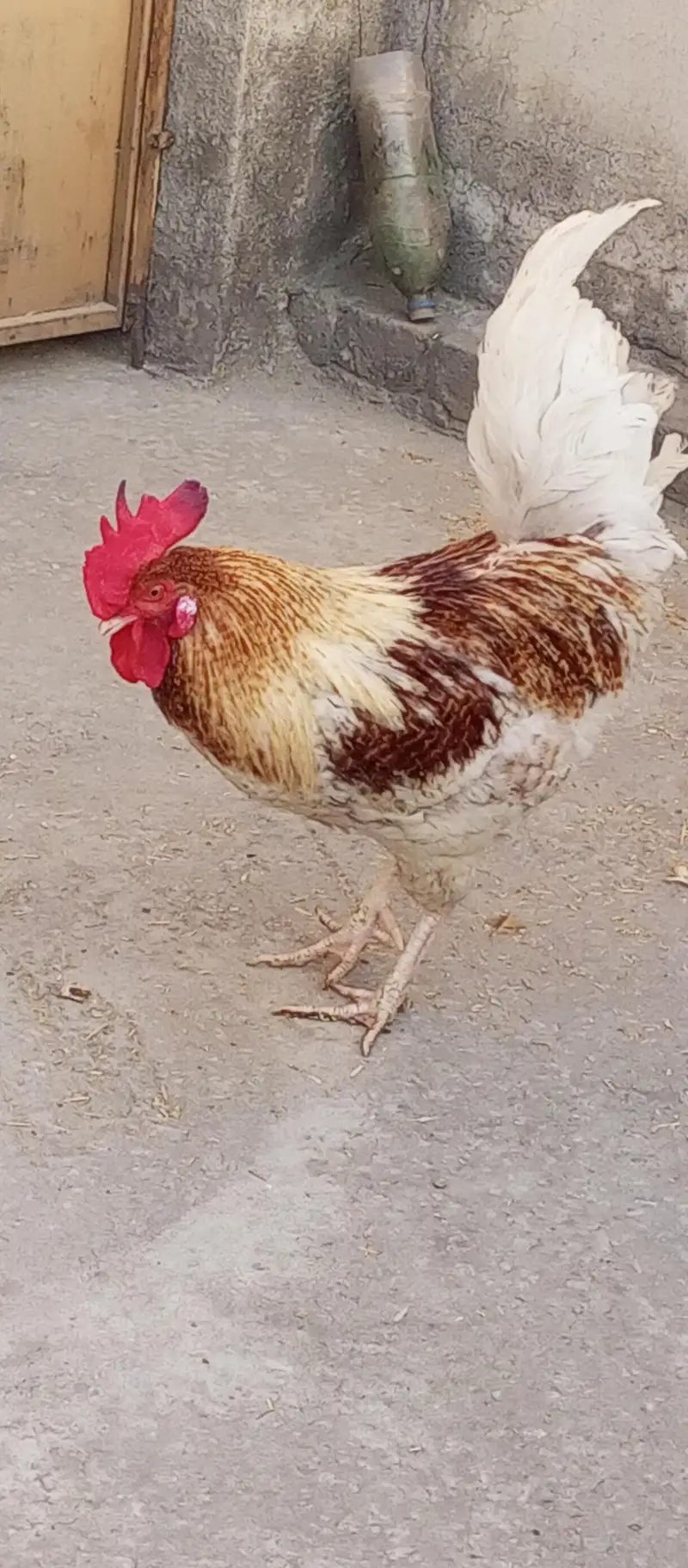 GoldenMisri Hens — photo 5