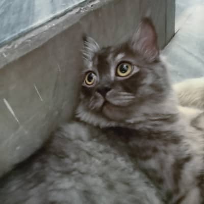 persian cats