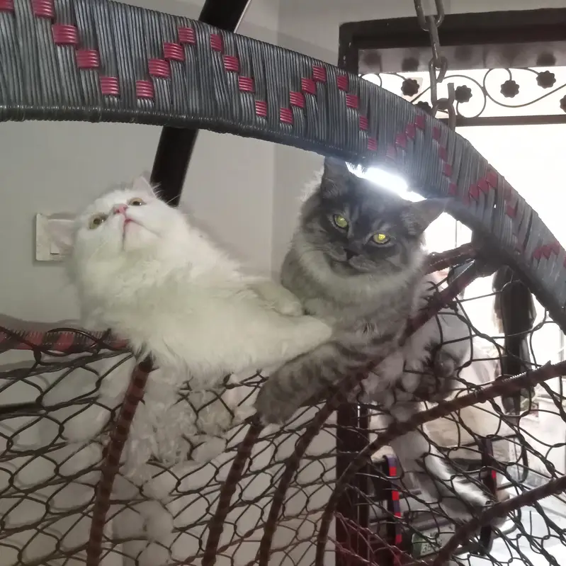 persian cats — photo 2