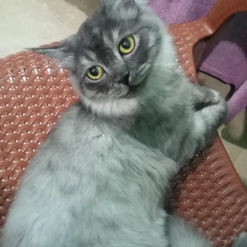 persian cats — photo 3
