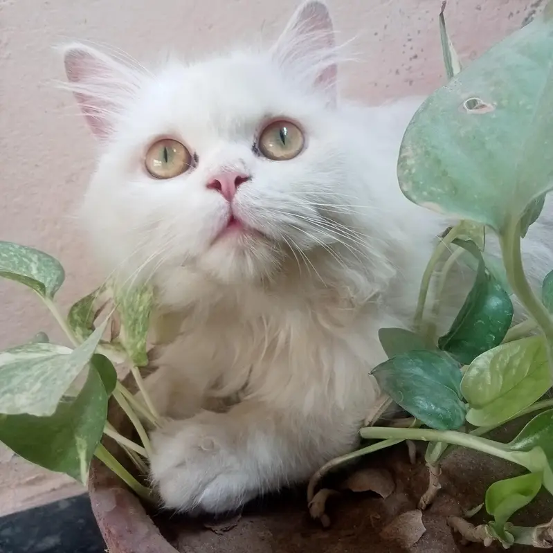 persian cats — photo 5