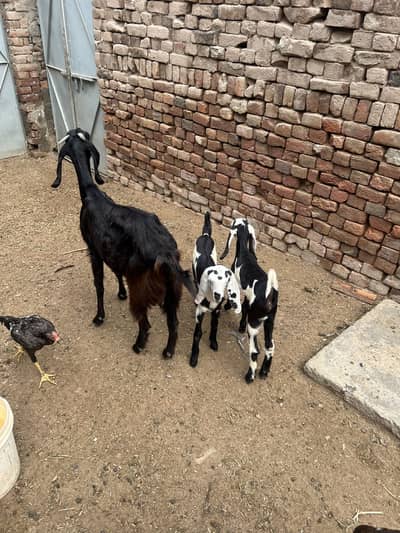 Goats