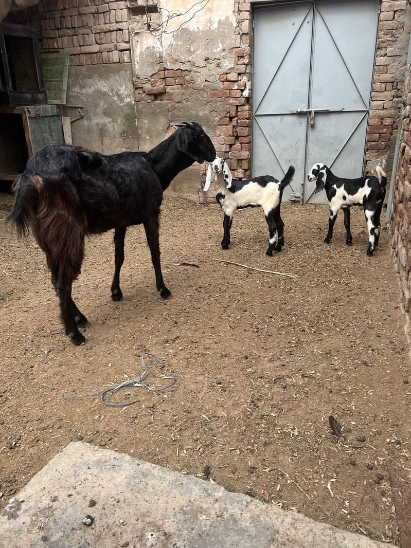 Goats 1