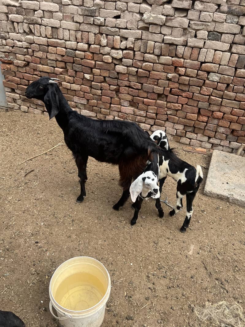 Goats 2