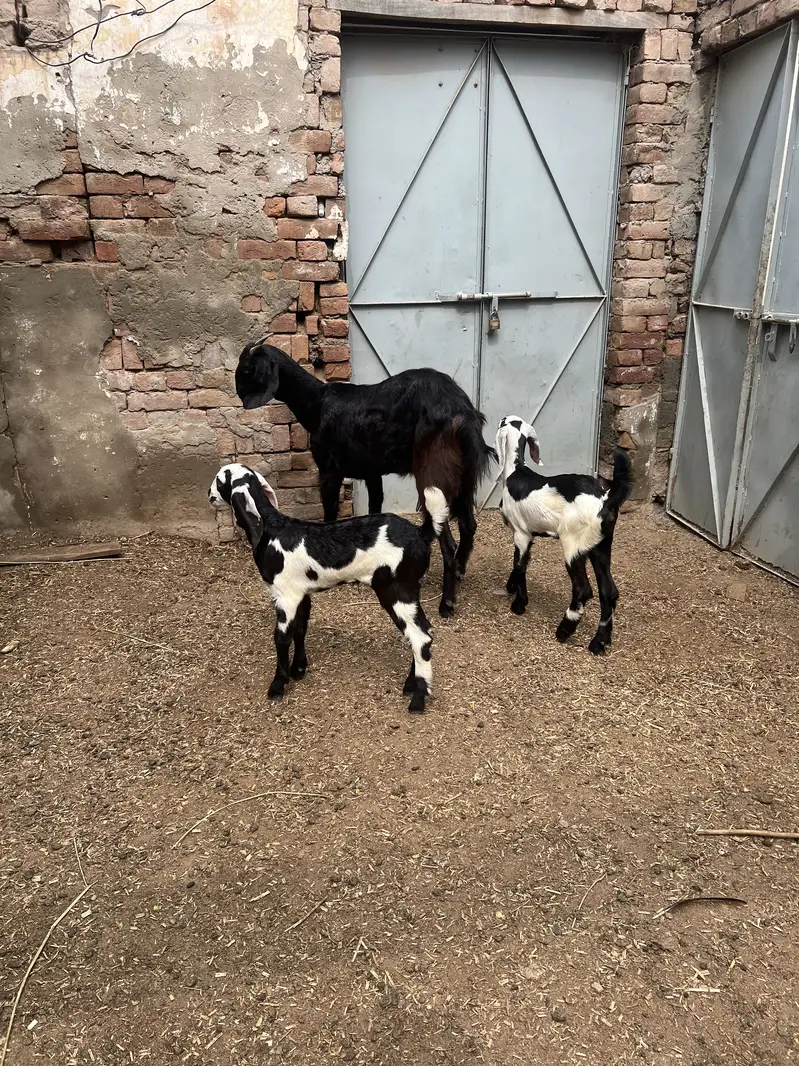 Goats — photo 4