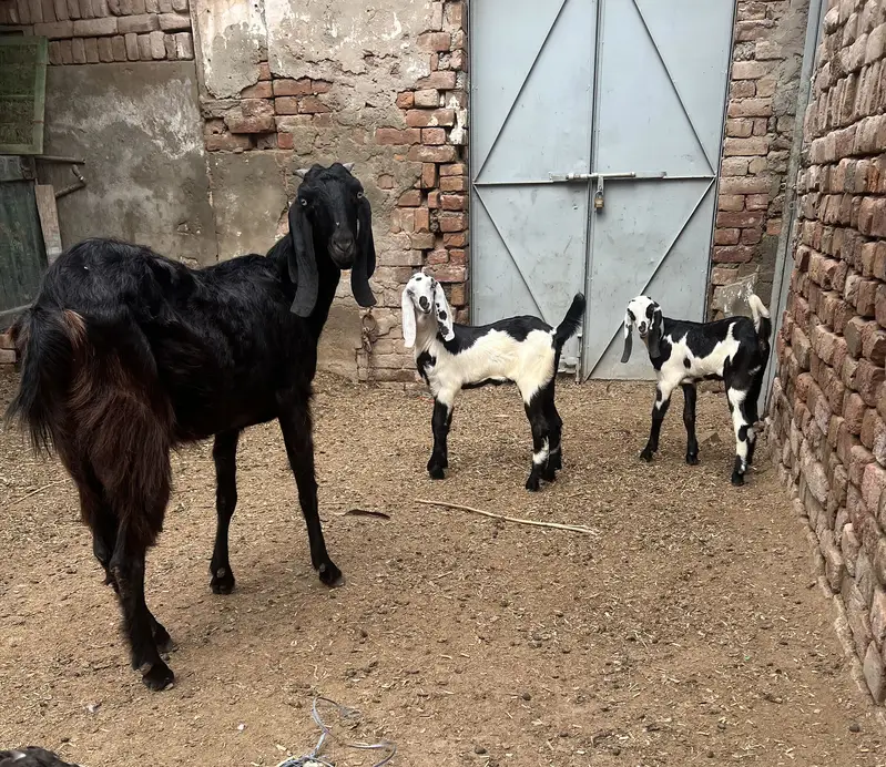 Goats — photo 5
