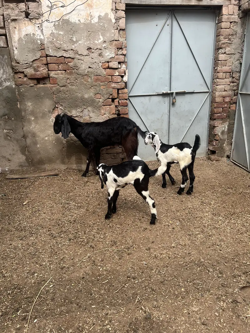 Goats — photo 6