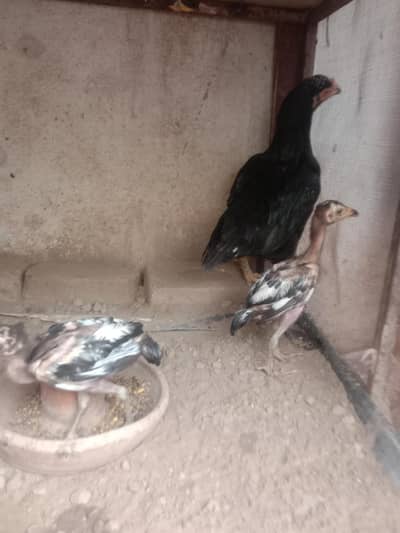 aseel hen with 2 chiks