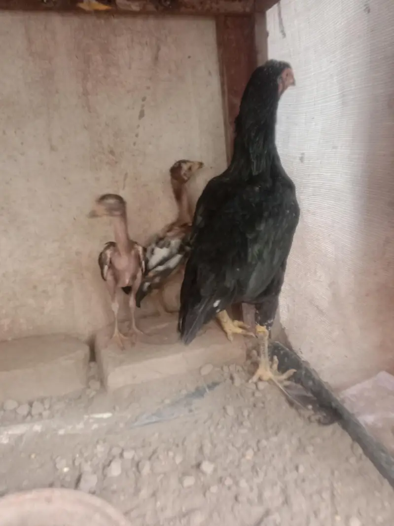 aseel hen with 2 chiks — photo 2