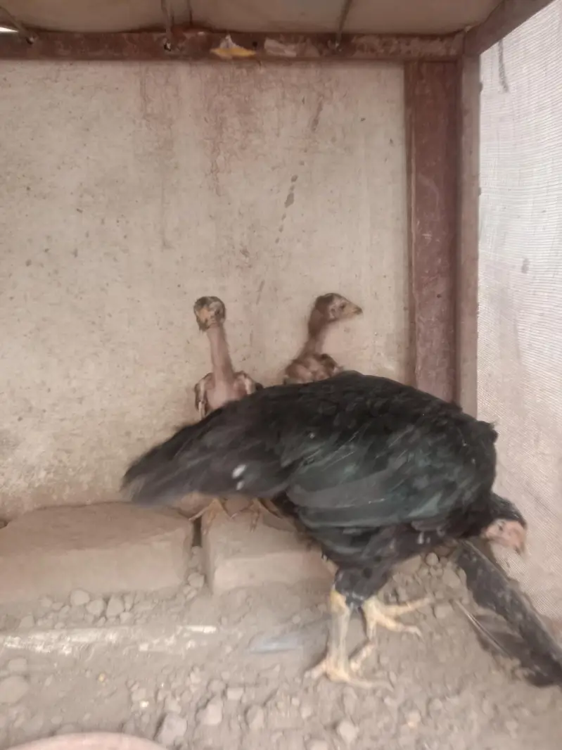 aseel hen with 2 chiks — photo 3